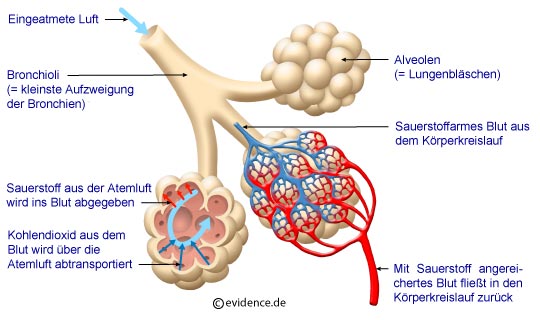 Abbildung: Lungenaveolen - Ein Aveolenstrauß