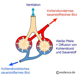 Abbildung: Gasaustausch in den Lungenbläschen