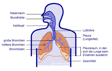 Aufbau der gesunden Lunge (Schema)